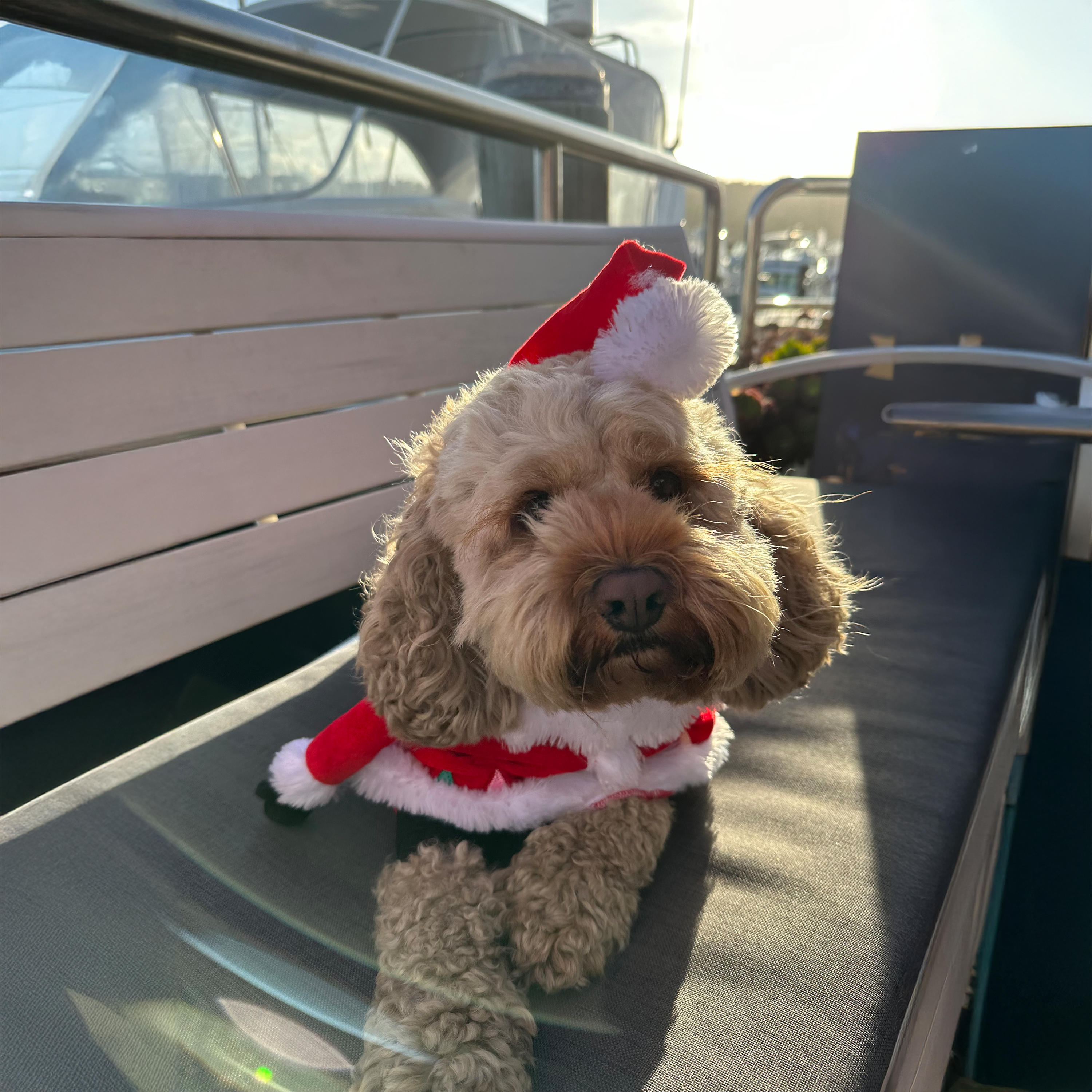 Marina Christmas Lights 🎅🎄